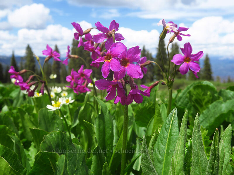 Parry's primrose (Primula parryi) [northwest of Kennebec Pass, San Juan National Forest, La Plata County, Colorado]