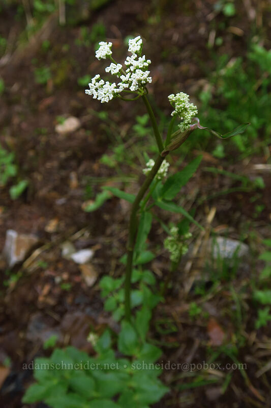 cowbane (Oxypolis fendleri) [Kennebec Pass, San Juan National Forest, La Plata County, Colorado]