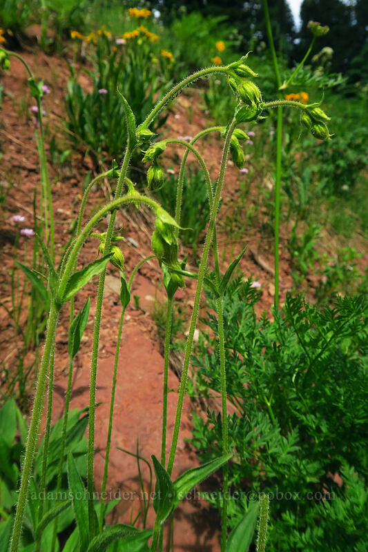 Parry's arnica (Arnica parryi) [La Plata Canyon, San Juan National Forest, La Plata County, Colorado]