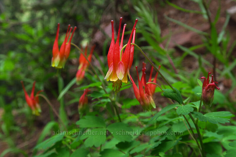 shooting-star columbine (Aquilegia elegantula) [La Plata Canyon, San Juan National Forest, La Plata County, Colorado]