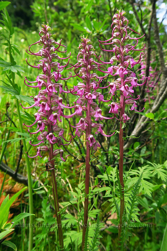 elephant's-head lousewort (Pedicularis groenlandica) [La Plata Canyon, San Juan National Forest, La Plata County, Colorado]