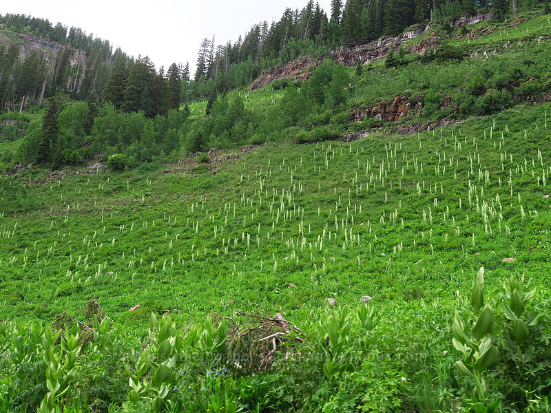 monument plants (Frasera speciosa) [La Plata Canyon, San Juan National Forest, La Plata County, Colorado]