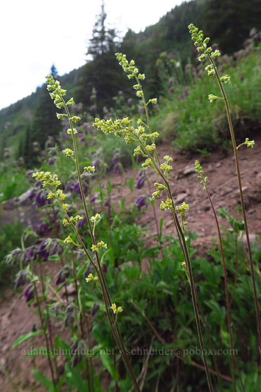 little-leaf alumroot (Heuchera parvifolia) [La Plata Canyon, San Juan National Forest, La Plata County, Colorado]