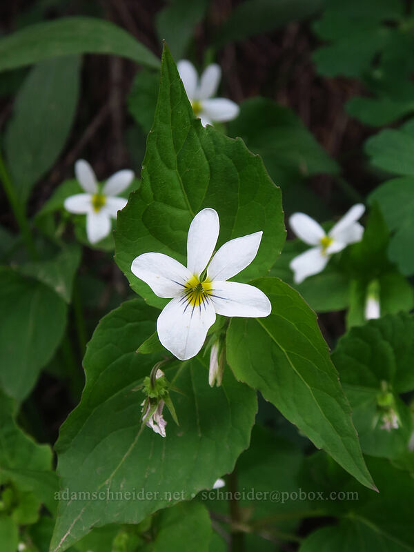 Canada violet (Viola canadensis) [La Plata Canyon, San Juan National Forest, La Plata County, Colorado]