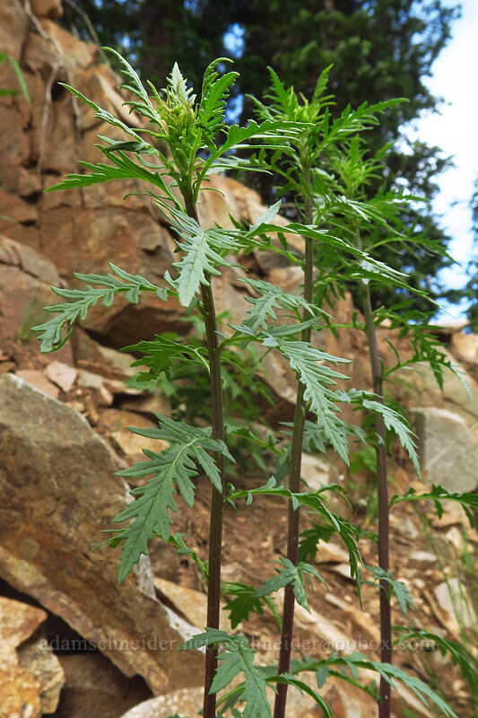 cut-leaf groundsel (desert ragwort) leaves (Senecio eremophilus) [La Plata Canyon, San Juan National Forest, La Plata County, Colorado]