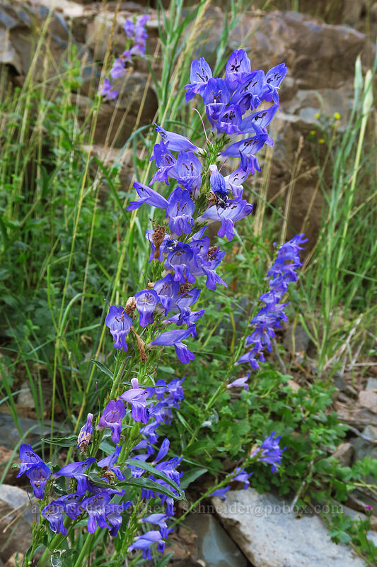 Rocky Mountain penstemon (Penstemon strictus) [La Plata Canyon, San Juan National Forest, La Plata County, Colorado]