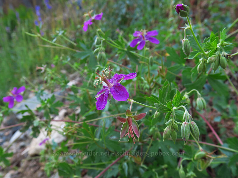 purple geranium (crane's-bill) (Geranium caespitosum) [La Plata Canyon, San Juan National Forest, La Plata County, Colorado]