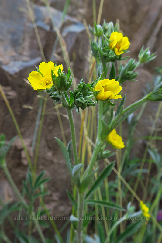 Hippio's (woolly) cinquefoil (Potentilla hippiana) [La Plata Canyon, San Juan National Forest, La Plata County, Colorado]