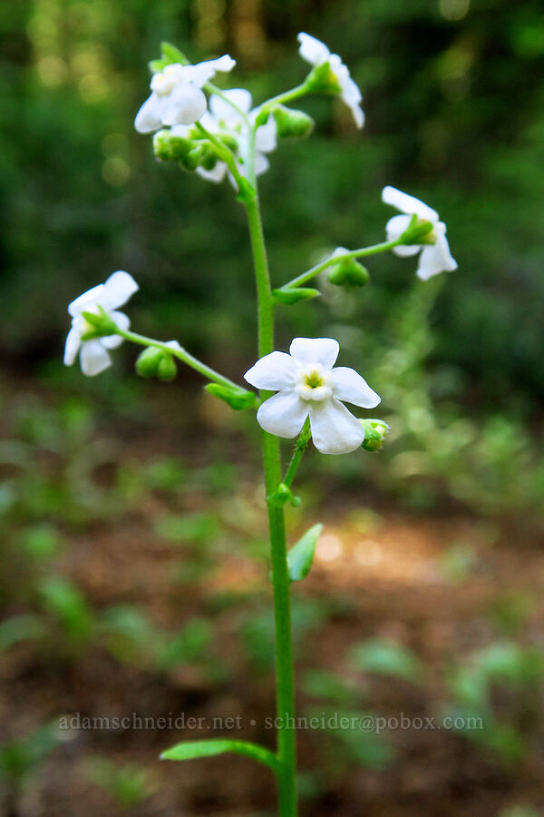 California stickseed (Hackelia californica) [Mt. McLoughlin Trail, Fremont-Winema National Forest,  County, Oregon]