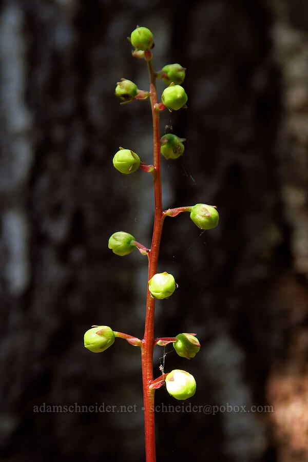 white-vein pyrola, budding (Pyrola picta) [Mt. McLoughlin Trail, Fremont-Winema National Forest,  County, Oregon]
