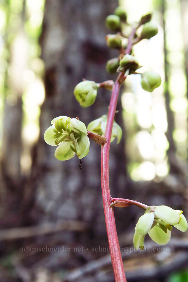 white-vein pyrola (Pyrola picta) [Mt. McLoughlin Trail, Sky Lakes Wilderness,  County, Oregon]
