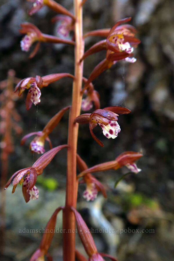 spotted coral-root orchid (Corallorhiza maculata) [Mt. McLoughlin Trail, Sky Lakes Wilderness,  County, Oregon]