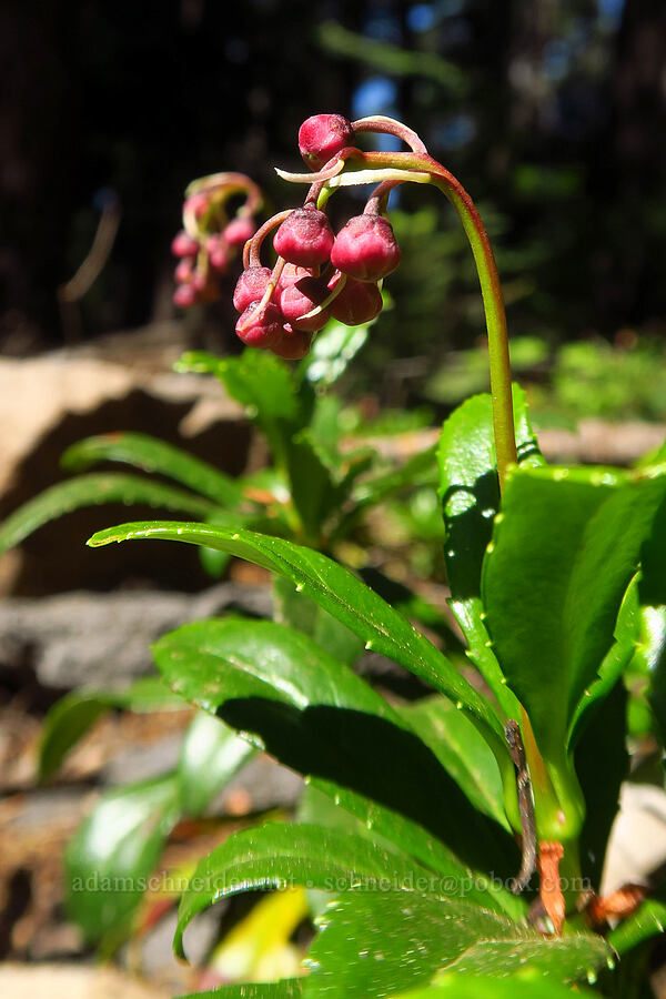 pipsissewa, budding (Chimaphila umbellata) [Mt. McLoughlin Trail, Sky Lakes Wilderness,  County, Oregon]
