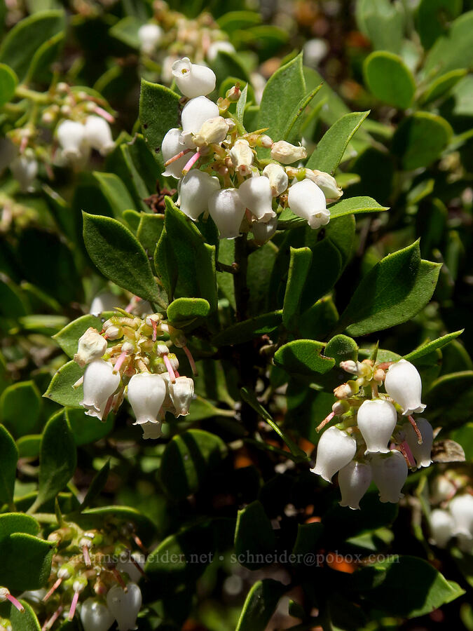 pine-mat manzanita (Arctostaphylos nevadensis) [Mt. McLoughlin Trail, Sky Lakes Wilderness,  County, Oregon]