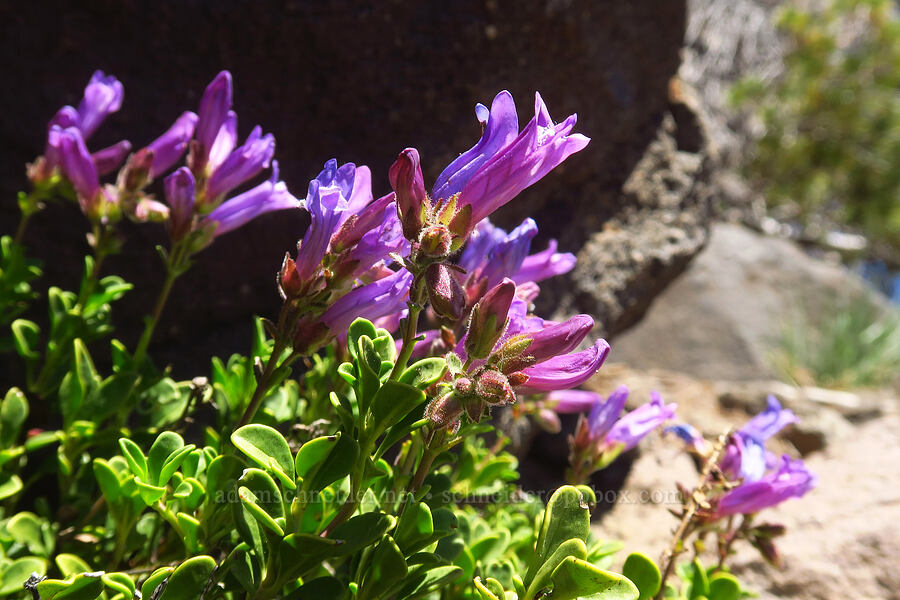 Davidson's penstemon (Penstemon davidsonii var. davidsonii) [Mt. McLoughlin Trail, Sky Lakes Wilderness,  County, Oregon]