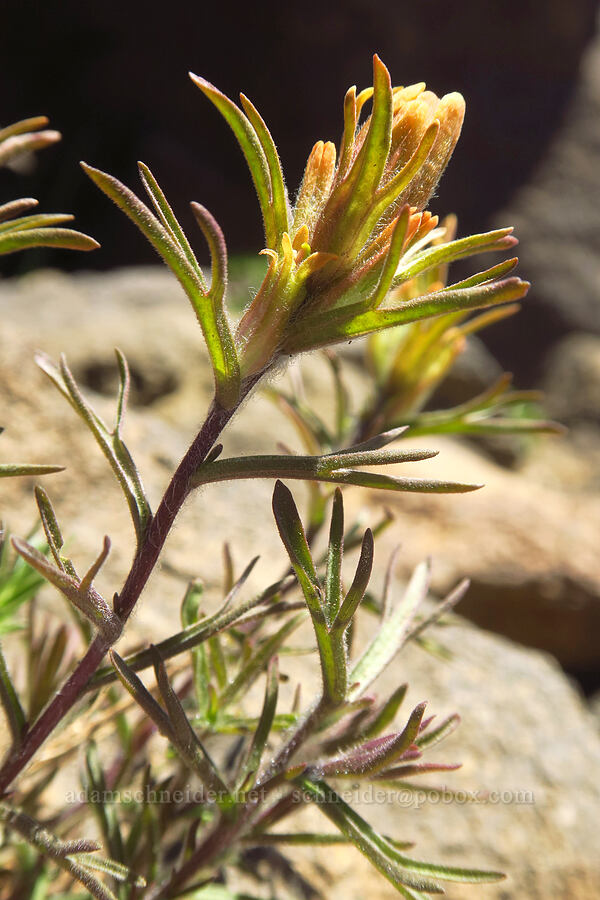 cobwebby paintbrush (Castilleja arachnoidea) [Mt. McLoughlin Trail, Sky Lakes Wilderness,  County, Oregon]