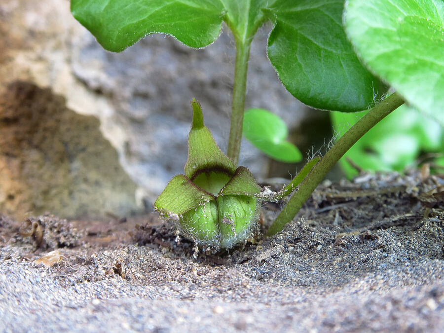 green-flowered wild ginger (Asarum wagneri) [Mt. McLoughlin Trail, Sky Lakes Wilderness,  County, Oregon]