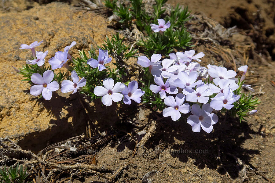 spreading phlox (Phlox diffusa) [Mt. McLoughlin Trail, Sky Lakes Wilderness,  County, Oregon]