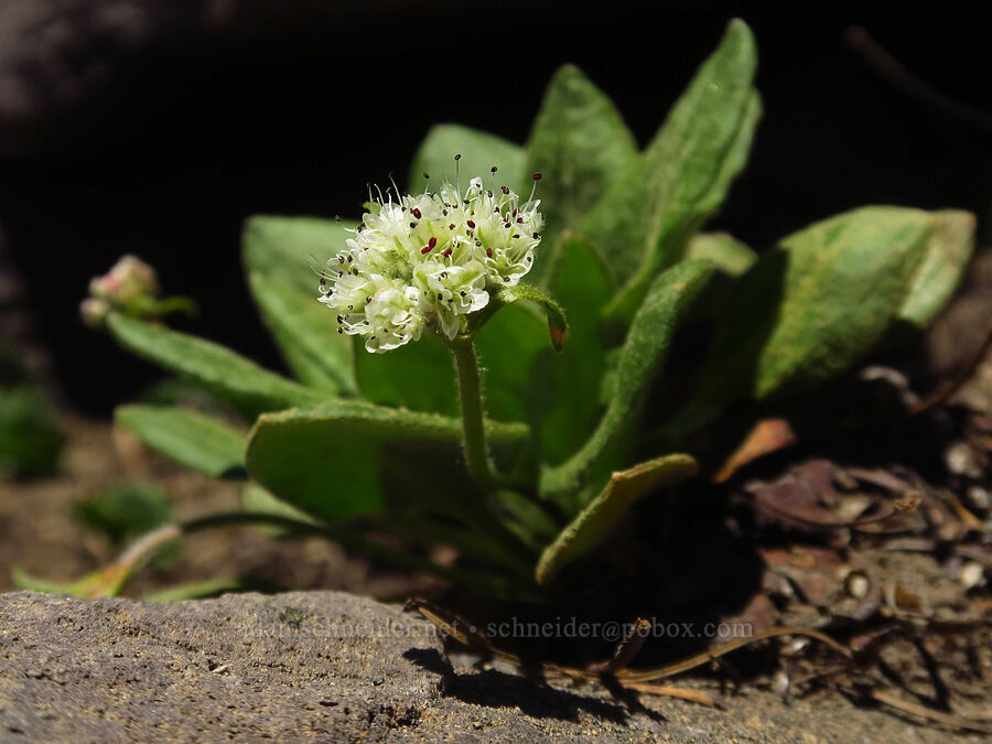 alpine buckwheat (Eriogonum pyrolifolium) [Mt. McLoughlin Trail, Sky Lakes Wilderness,  County, Oregon]