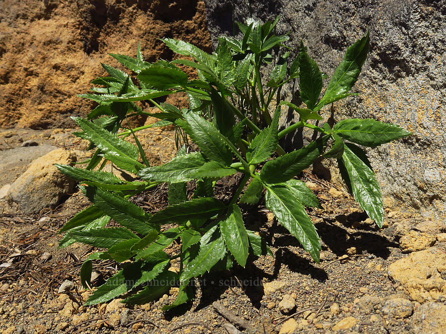 sharp-tooth angelica leaves (Angelica arguta) [Mt. McLoughlin Trail, Sky Lakes Wilderness,  County, Oregon]