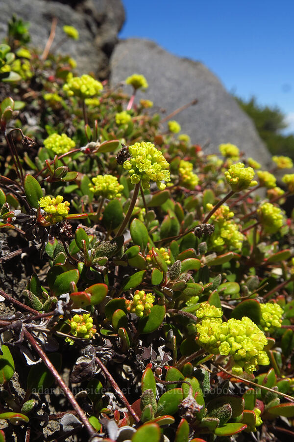 marum-leaf buckwheat (Eriogonum marifolium) [Mt. McLoughlin Trail, Sky Lakes Wilderness,  County, Oregon]