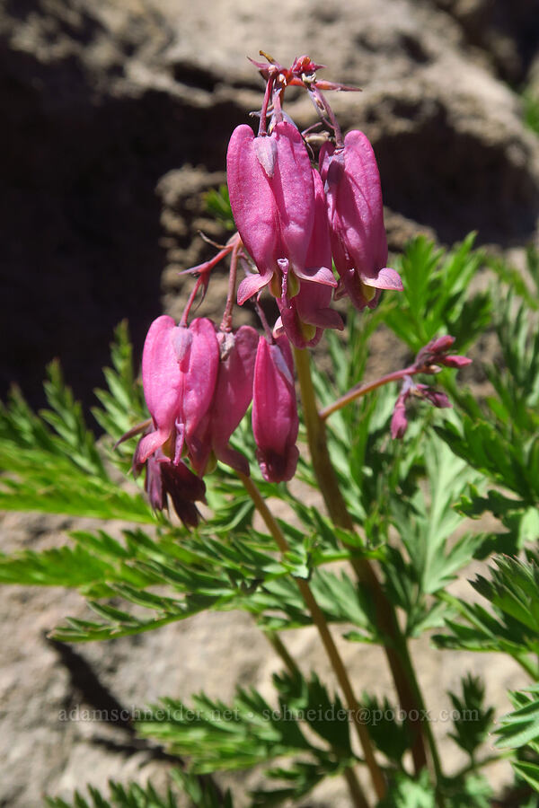 bleeding hearts (Dicentra formosa) [Mt. McLoughlin Trail, Sky Lakes Wilderness,  County, Oregon]