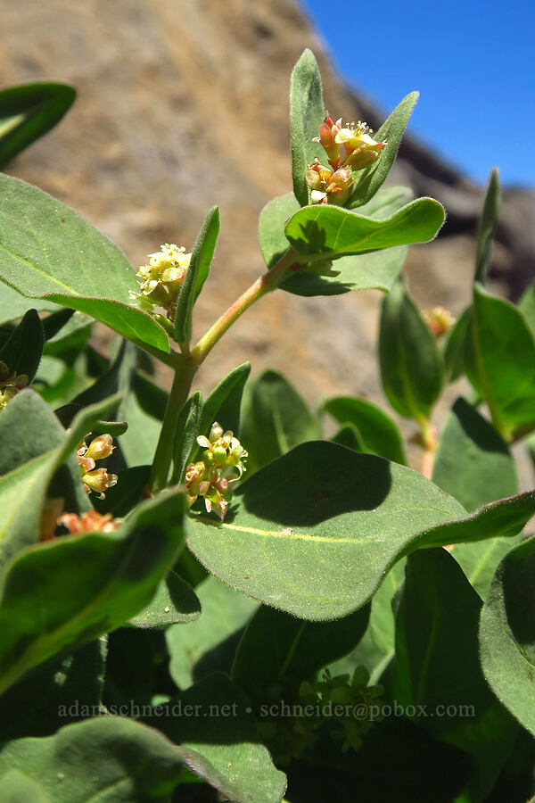 Davis' knotweed (Aconogonon davisiae (Koenigia davisiae) (Polygonum newberryi)) [Mt. McLoughlin Trail, Sky Lakes Wilderness,  County, Oregon]