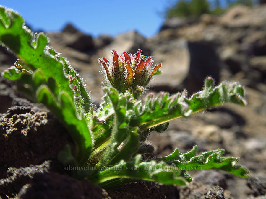 dwarf alpine-gold, budding (Hulsea nana) [Mt. McLoughlin Trail, Sky Lakes Wilderness,  County, Oregon]