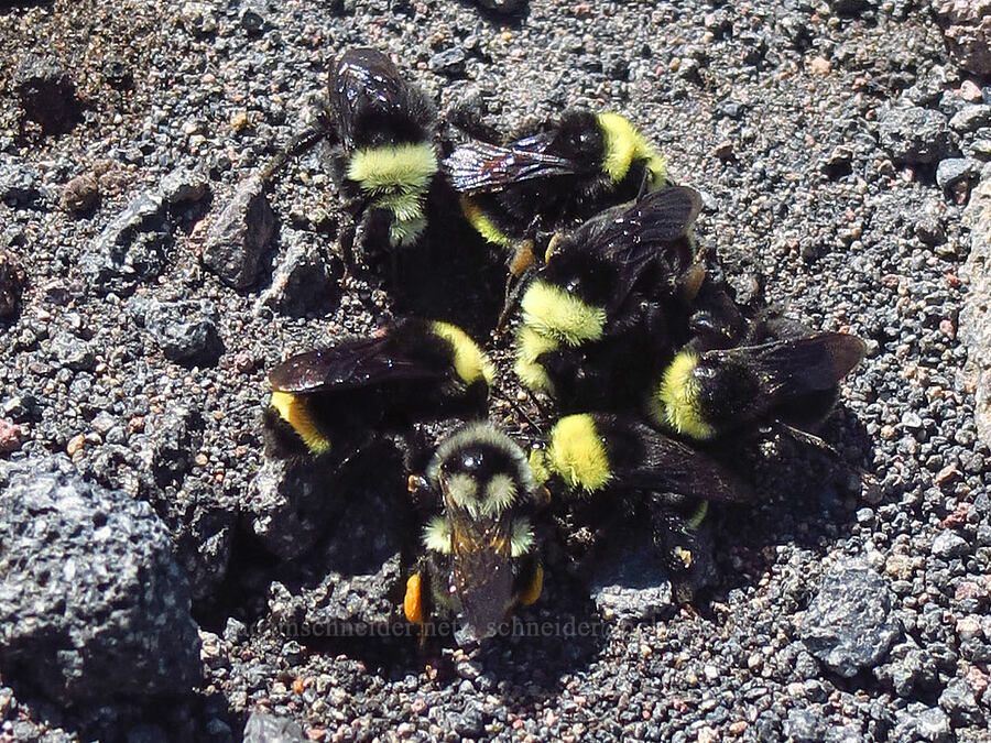 bumblebees (Bombus sp.) [Mt. McLoughlin Trail, Sky Lakes Wilderness,  County, Oregon]