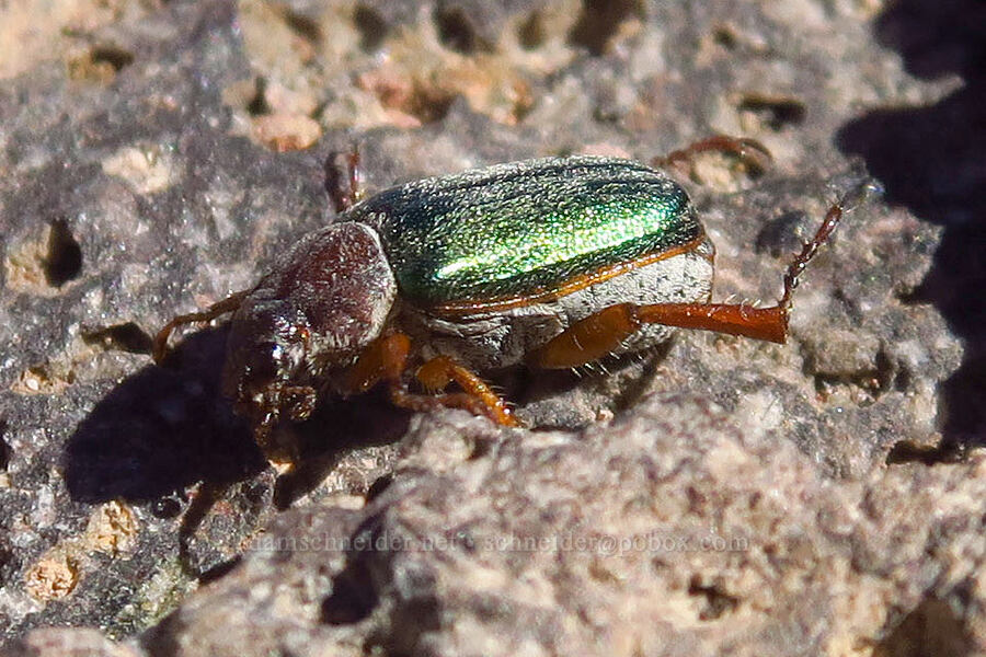 green scarab/chafer beetle (Dichelonyx fulgida) [Mt. McLoughlin summit, Sky Lakes Wilderness,  County, Oregon]