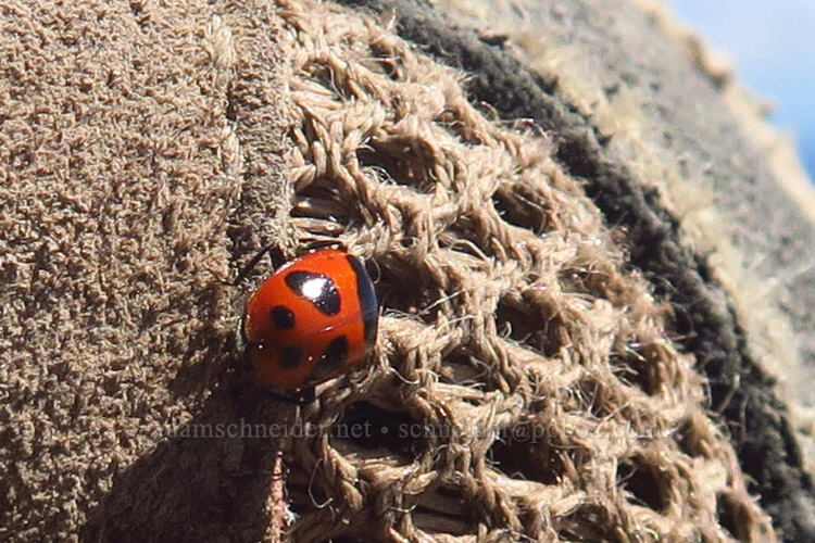 ladybug on my shoe (Hippodamia sp.) [Mt. McLoughlin summit, Sky Lakes Wilderness,  County, Oregon]