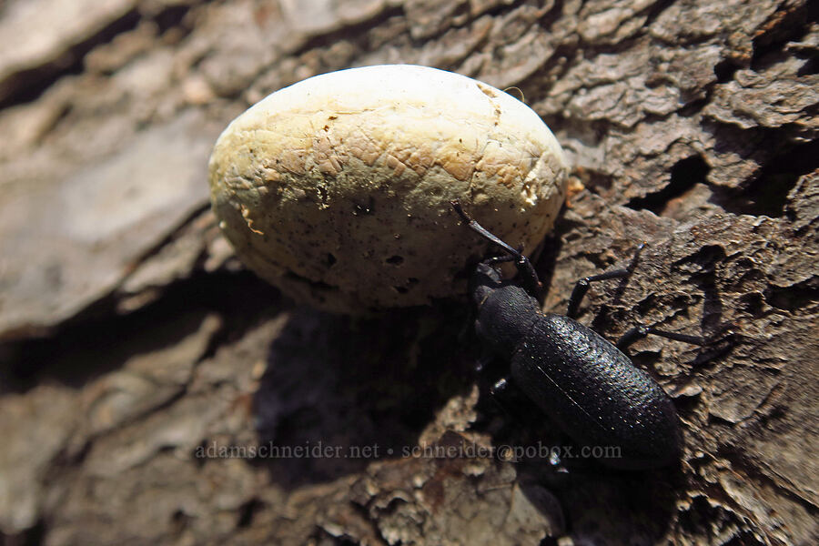 white fungus & black beetle [Mt. McLoughlin Trail, Sky Lakes Wilderness,  County, Oregon]