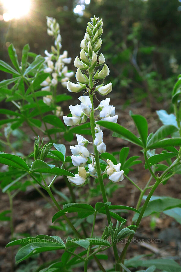 Shasta lupine (Lupinus albicaulis var. shastensis) [Mt. McLoughlin Trail, Sky Lakes Wilderness,  County, Oregon]