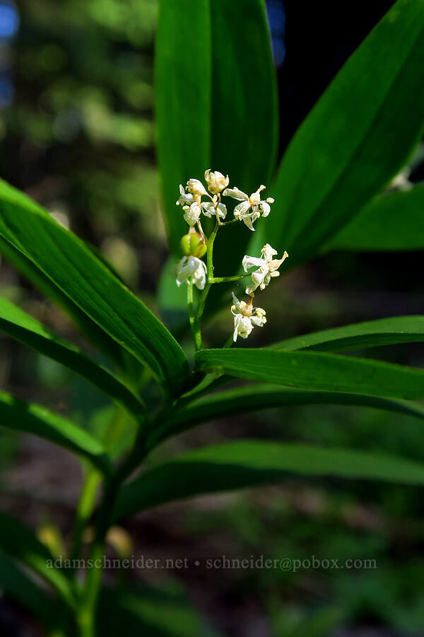 starry false solomon's-seal (Maianthemum stellatum (Smilacina stellata)) [Mt. McLoughlin Trail, Sky Lakes Wilderness,  County, Oregon]