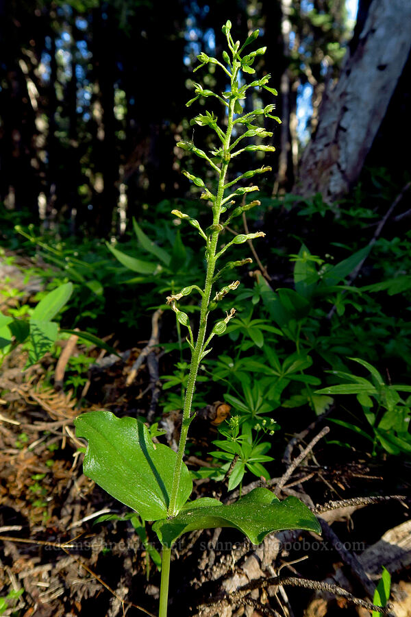 northwestern twayblade (Neottia banksiana (Listera caurina)) [Mt. McLoughlin Trail, Sky Lakes Wilderness,  County, Oregon]