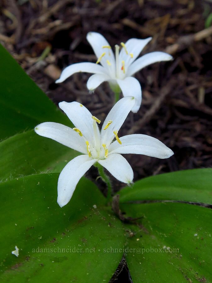 bead lilies (Clintonia uniflora) [Mt. McLoughlin Trail, Sky Lakes Wilderness,  County, Oregon]