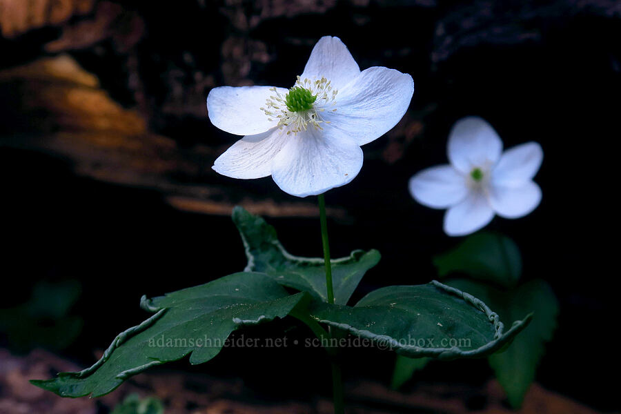 Columbia windflowers (Anemone deltoidea (Anemonastrum deltoideum)) [Mt. McLoughlin Trail, Sky Lakes Wilderness,  County, Oregon]