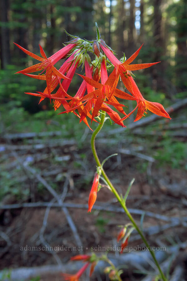 scarlet gilia (Ipomopsis aggregata) [Mt. McLoughlin Trail, Fremont-Winema National Forest,  County, Oregon]