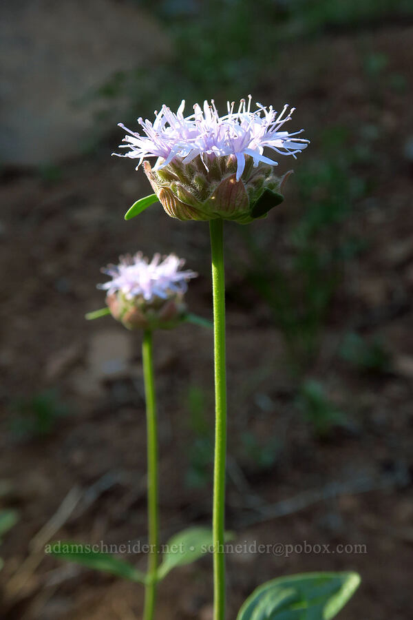 mountain pennyroyal (Monardella odoratissima) [Mt. McLoughlin Trail, Fremont-Winema National Forest,  County, Oregon]