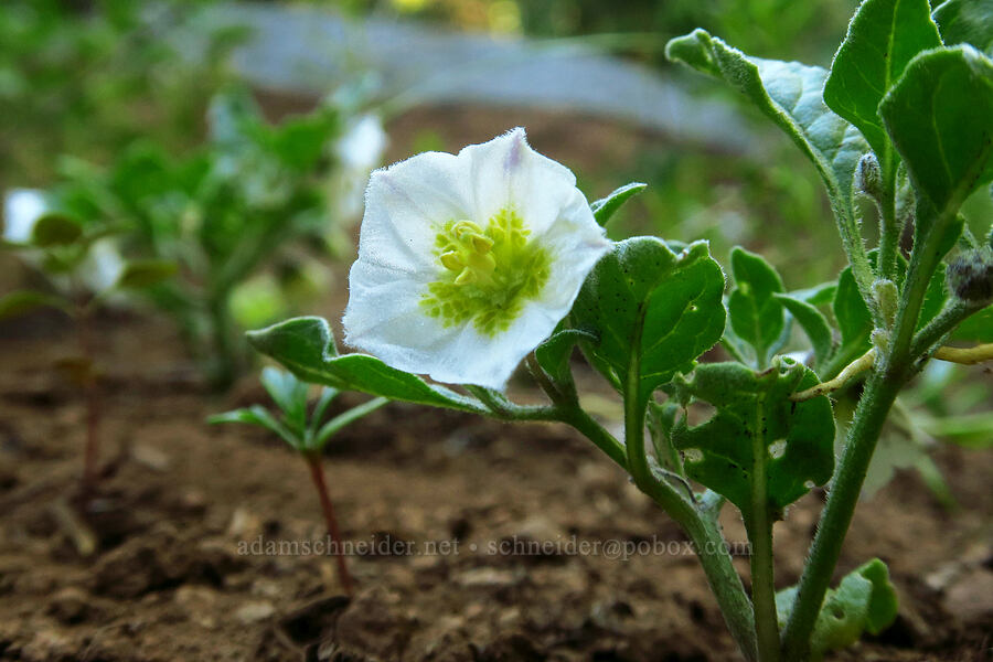 dwarf chamaesaracha (Leucophysalis nana (Chamaesaracha nana)) [Mt. McLoughlin Trail, Fremont-Winema National Forest,  County, Oregon]