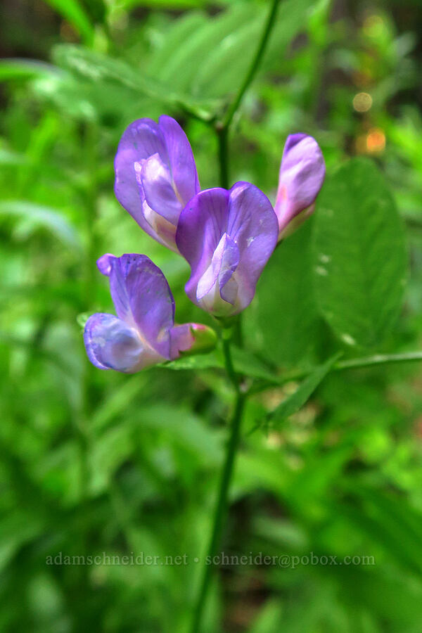Sierra pea-vine (Lathyrus nevadensis) [Mt. McLoughlin Trail, Fremont-Winema National Forest,  County, Oregon]