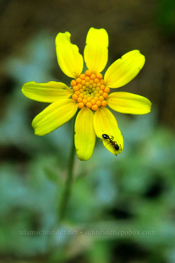 Oregon sunshine (and an ant) (Eriophyllum lanatum) [Mt. McLoughlin Trail, Fremont-Winema National Forest,  County, Oregon]