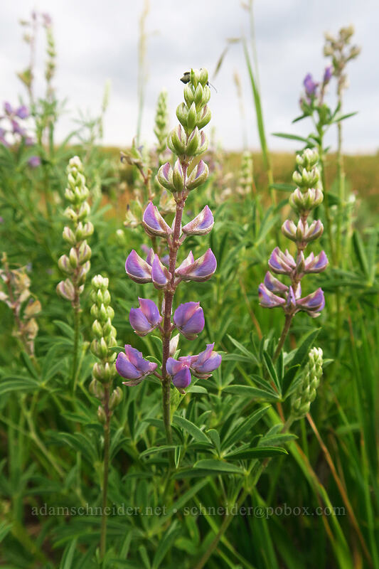 lupine (Lupinus sp.) [Montezuma Valley Overlook, Mesa Verde National Park, Montezuma County, Colorado]