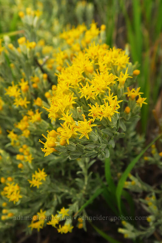 gray horse-brush (Tetradymia canescens) [Montezuma Valley Overlook, Mesa Verde National Park, Montezuma County, Colorado]