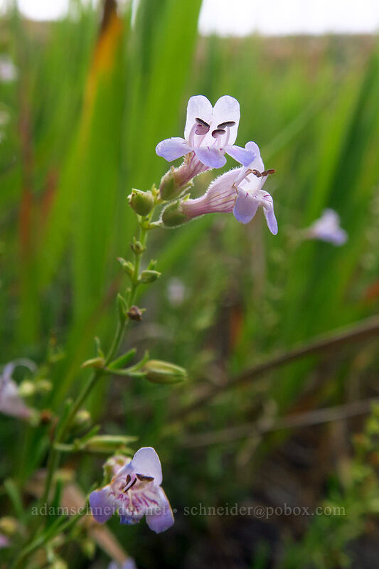 toad-flax (narrow-leaf) penstemon (Penstemon linarioides) [Montezuma Valley Overlook, Mesa Verde National Park, Montezuma County, Colorado]