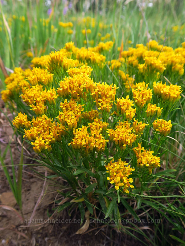 rock goldenrod (Petradoria pumila (Solidago petradoria)) [Park Point, Mesa Verde National Park, Montezuma County, Colorado]