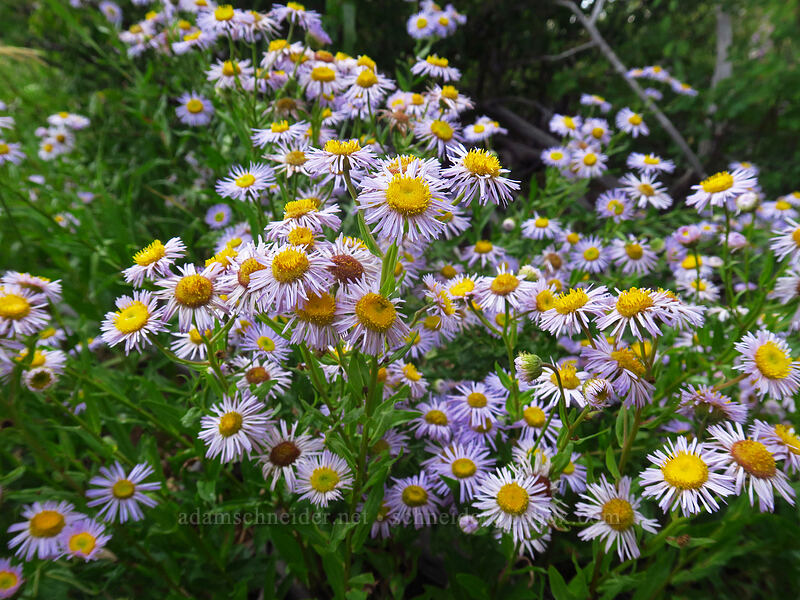 showy fleabane (Erigeron speciosus) [Park Point, Mesa Verde National Park, Montezuma County, Colorado]