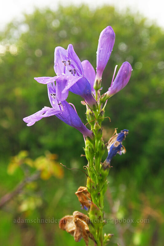 Rocky Mountain penstemon (Penstemon strictus) [Park Point, Mesa Verde National Park, Montezuma County, Colorado]