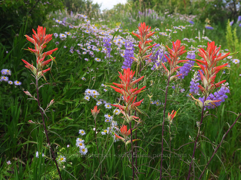 paintbrush, lupines, & fleabane (Castilleja linariifolia, Lupinus sp., Erigeron speciosus) [Park Point, Mesa Verde National Park, Montezuma County, Colorado]