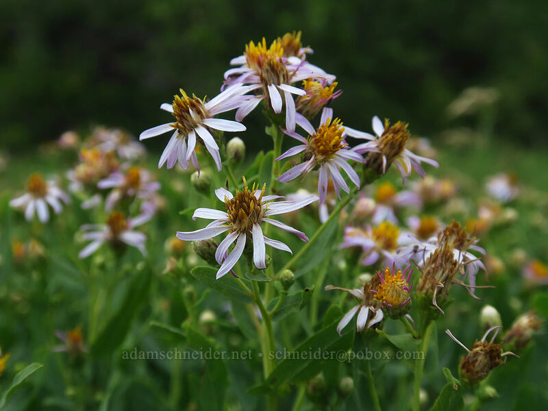 gray aster (Herrickia glauca (Eucephalus glaucus)) [Geologic Overlook, Mesa Verde National Park, Montezuma County, Colorado]